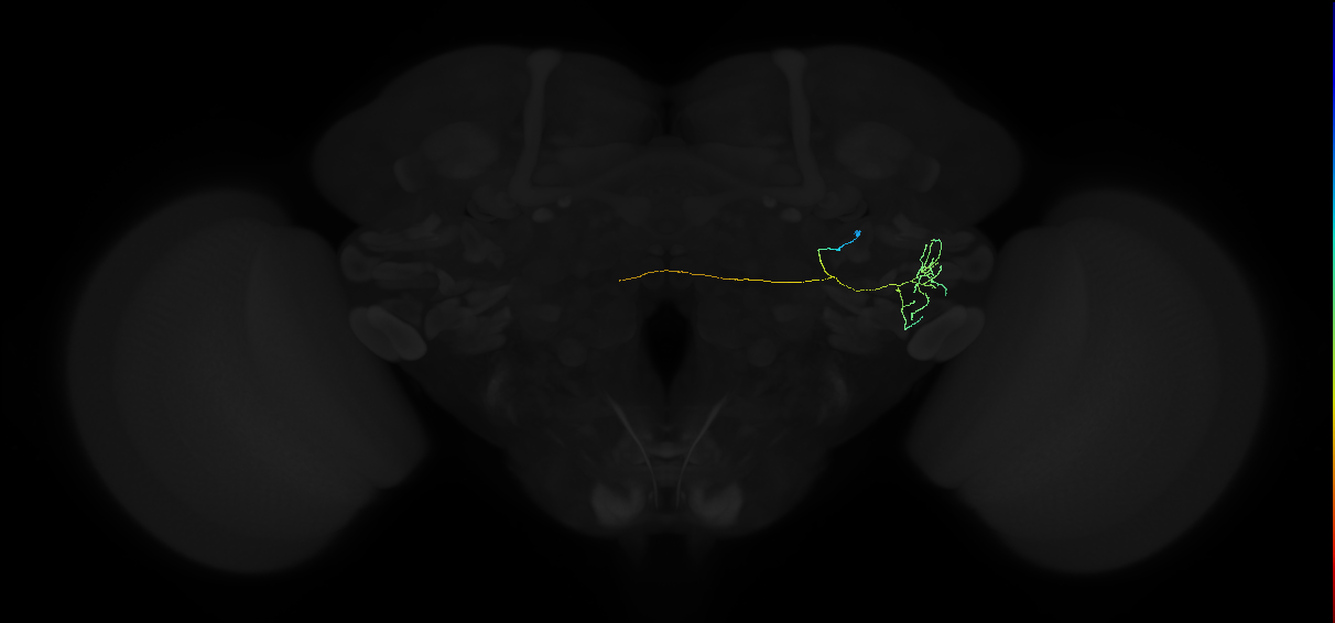 adult posterior ventrolateral protocerebrum neuron 033