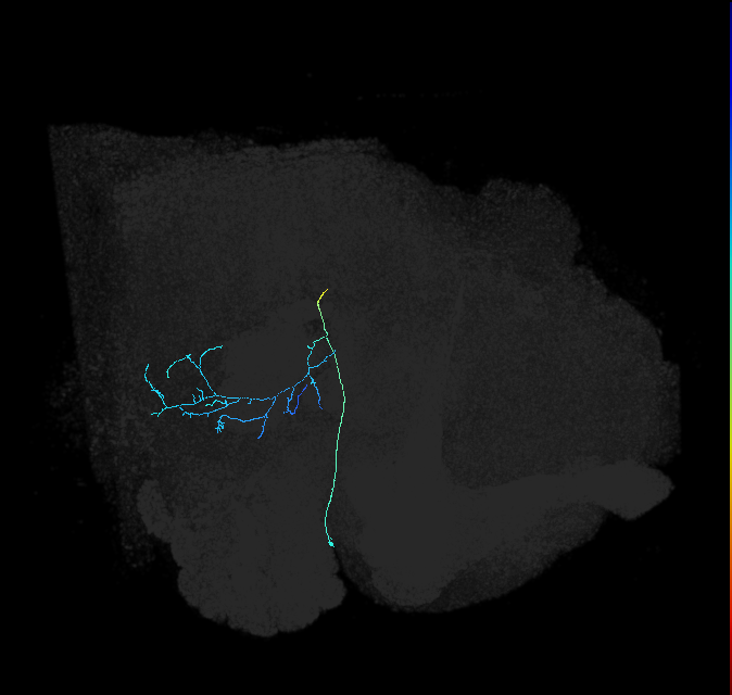 adult posterior ventrolateral protocerebrum neuron 033