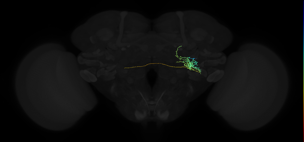 adult posterior ventrolateral protocerebrum neuron 034