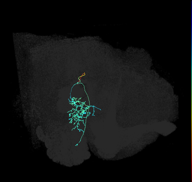 PVLP034_R (FlyEM-HB:1446817665)