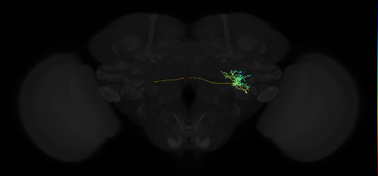 adult posterior ventrolateral protocerebrum neuron 034