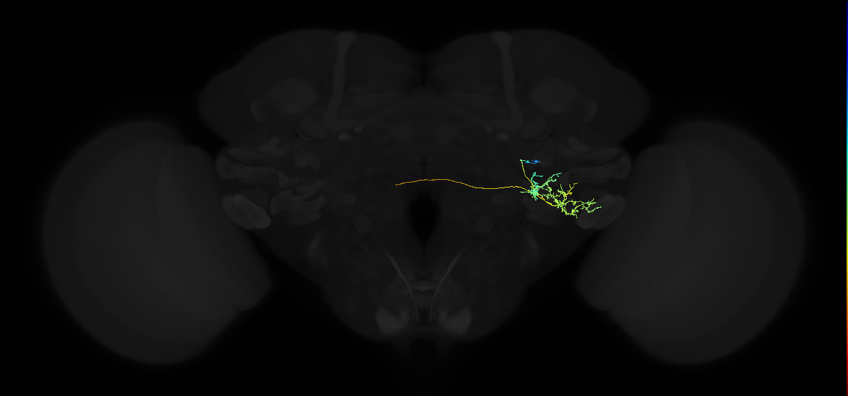 adult posterior ventrolateral protocerebrum neuron 035