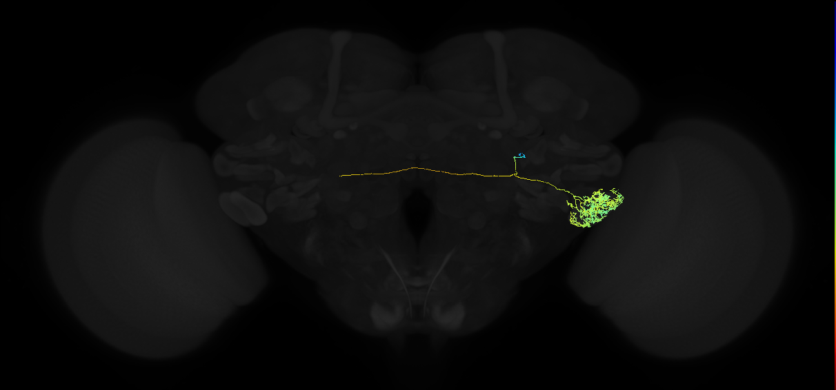 adult posterior ventrolateral protocerebrum neuron 036
