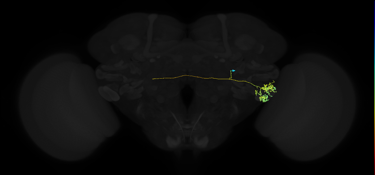 adult posterior ventrolateral protocerebrum neuron 036