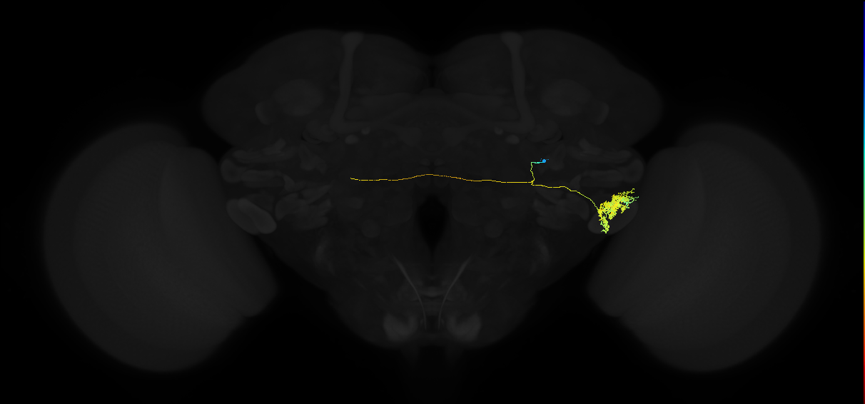 adult posterior ventrolateral protocerebrum neuron 037