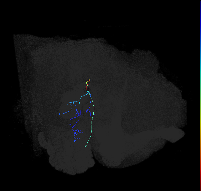 adult posterior ventrolateral protocerebrum neuron 038