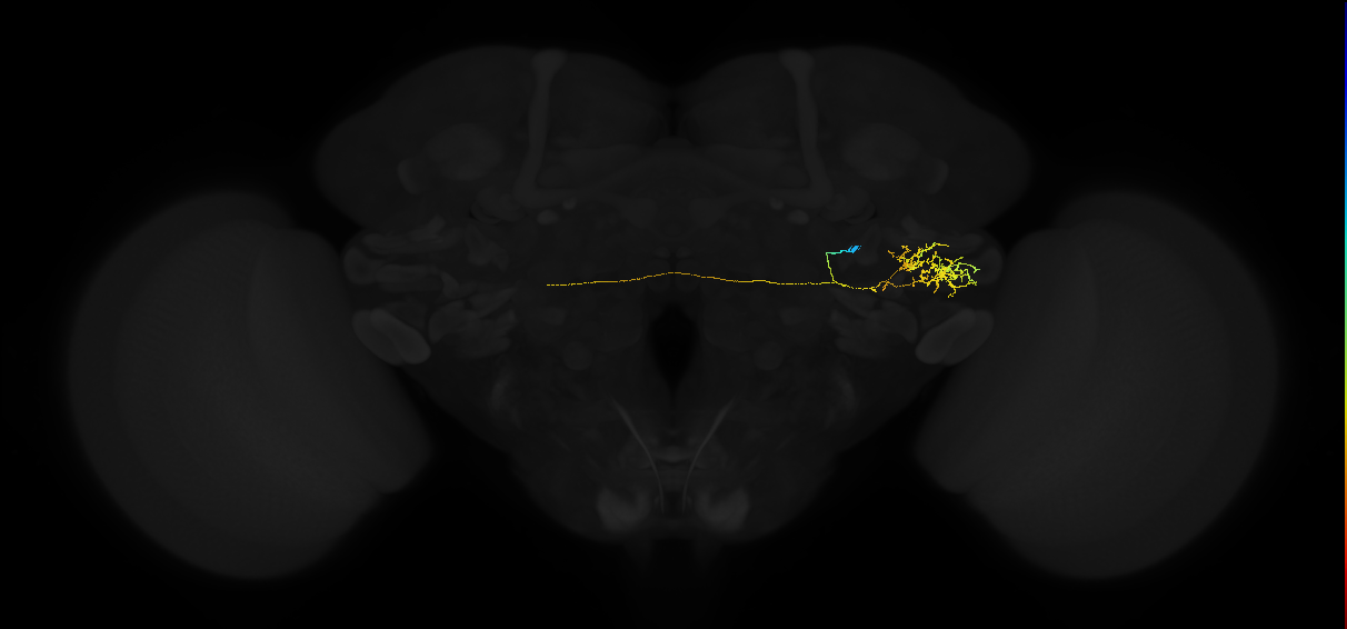 adult posterior ventrolateral protocerebrum neuron 039
