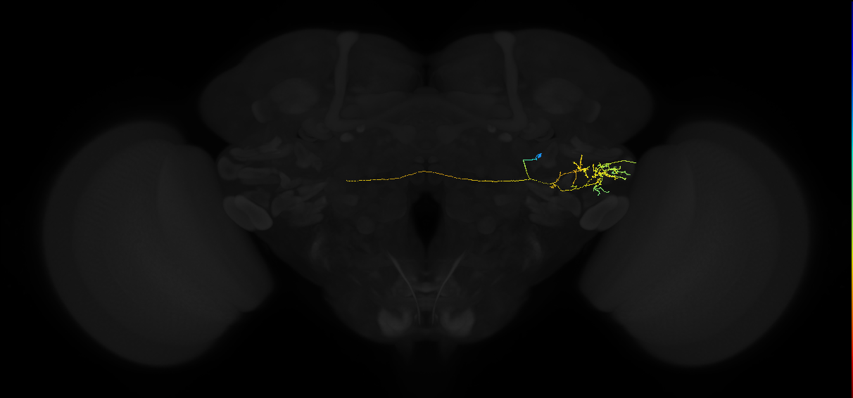 adult posterior ventrolateral protocerebrum neuron 039
