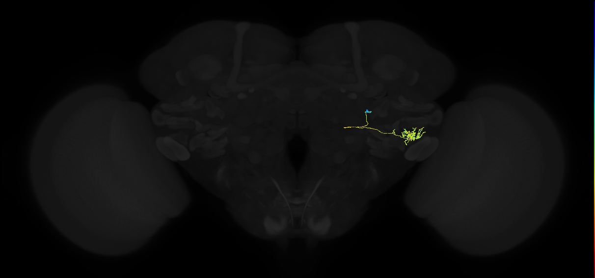 adult posterior ventrolateral protocerebrum neuron 041