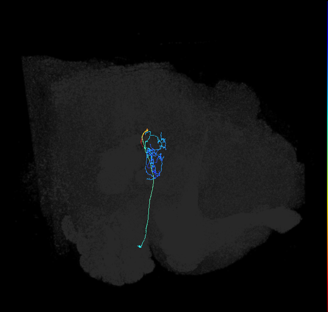 PVLP042_R (FlyEM-HB:1535813419)