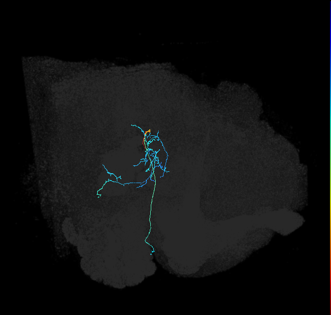 adult posterior ventrolateral protocerebrum neuron 043