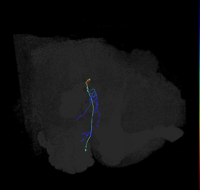 adult posterior ventrolateral protocerebrum neuron 044
