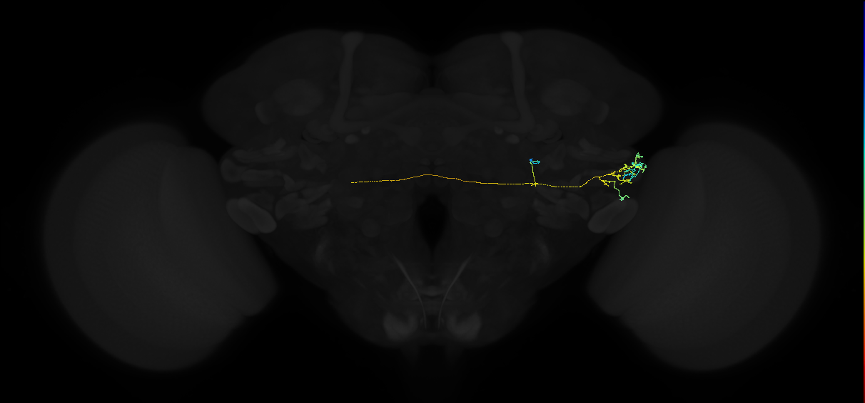 adult posterior ventrolateral protocerebrum neuron 044