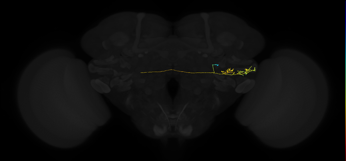 adult posterior ventrolateral protocerebrum neuron 045