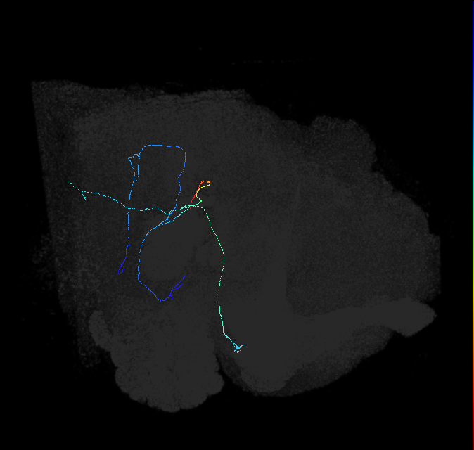 adult posterior ventrolateral protocerebrum neuron 046