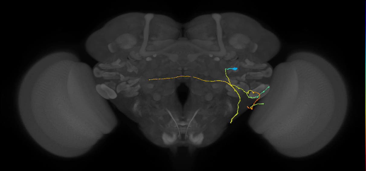 PVLP046_R (FlyEM-HB:1877231006)