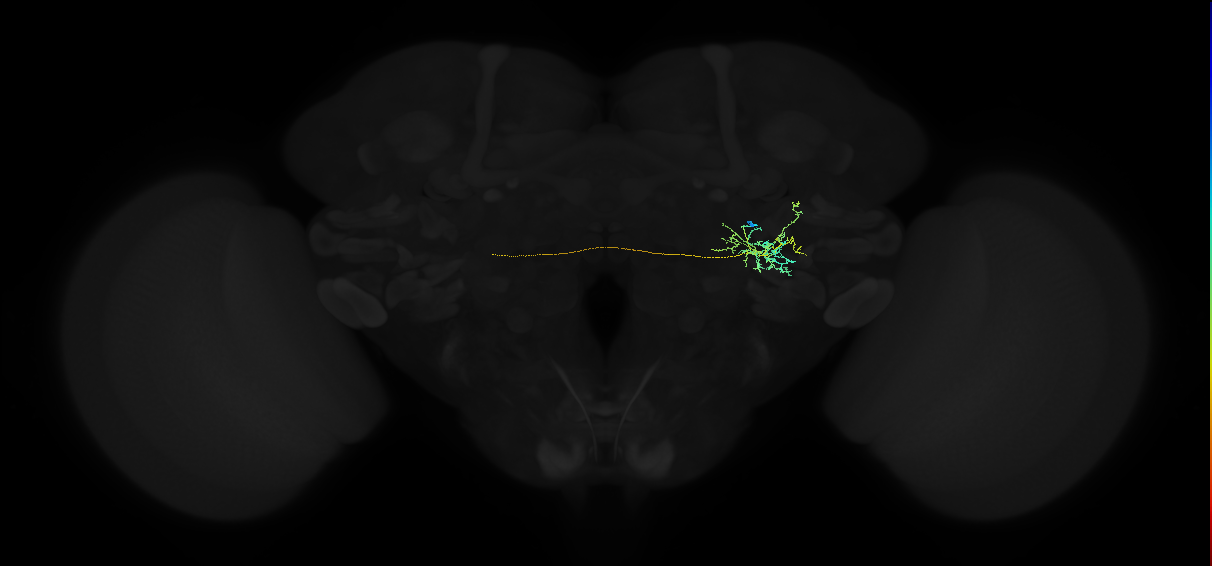 adult posterior ventrolateral protocerebrum neuron 047
