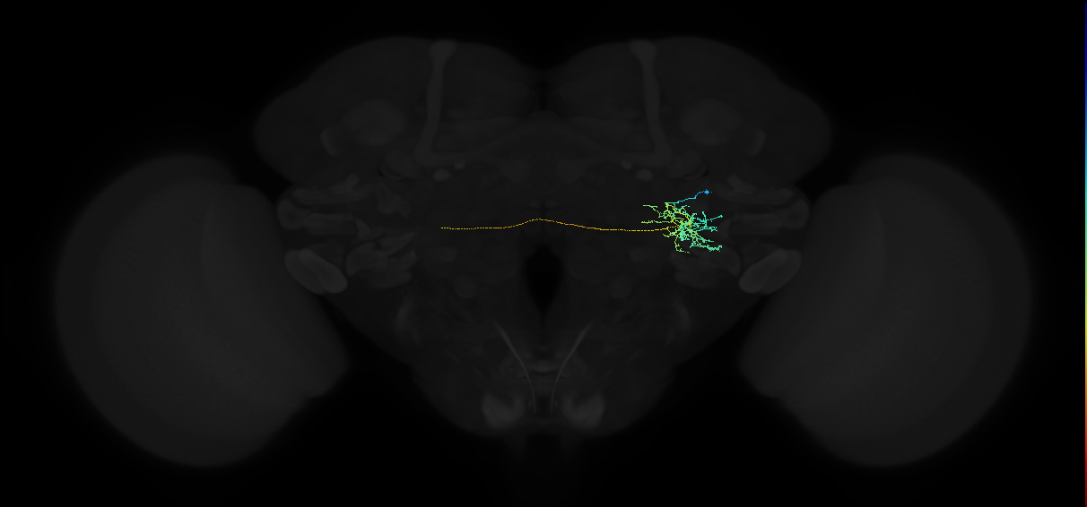 adult posterior ventrolateral protocerebrum neuron 047