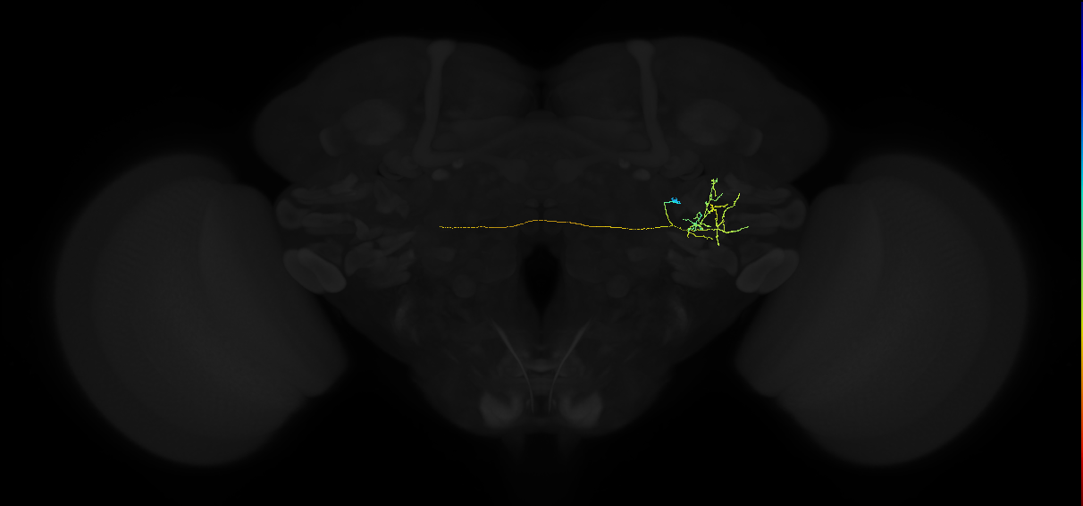 adult posterior ventrolateral protocerebrum neuron 048