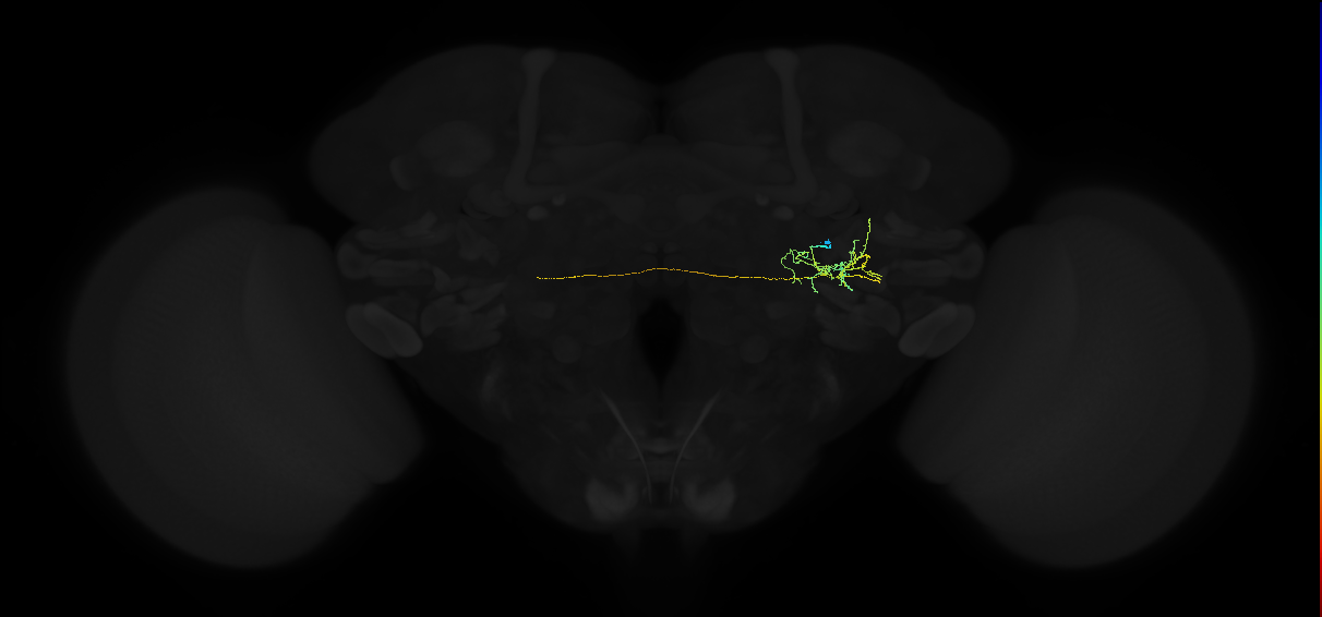 adult posterior ventrolateral protocerebrum neuron 048