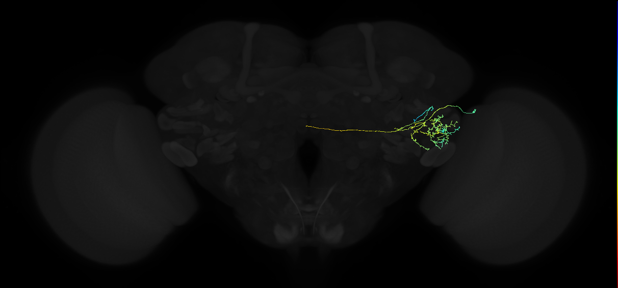adult posterior ventrolateral protocerebrum neuron 049