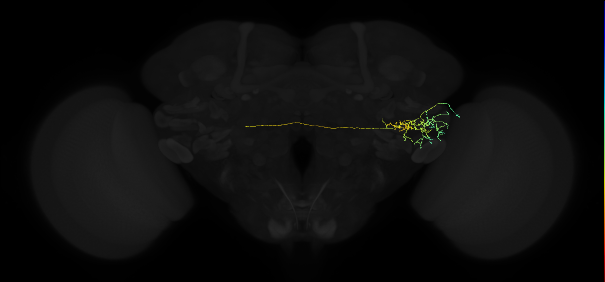 adult posterior ventrolateral protocerebrum neuron 050