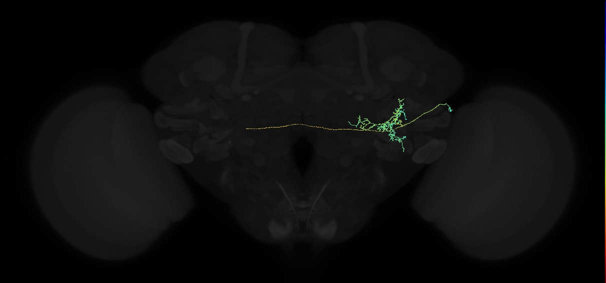 adult posterior ventrolateral protocerebrum neuron 053