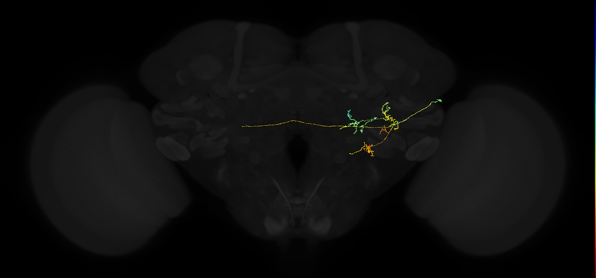 adult posterior ventrolateral protocerebrum neuron 054