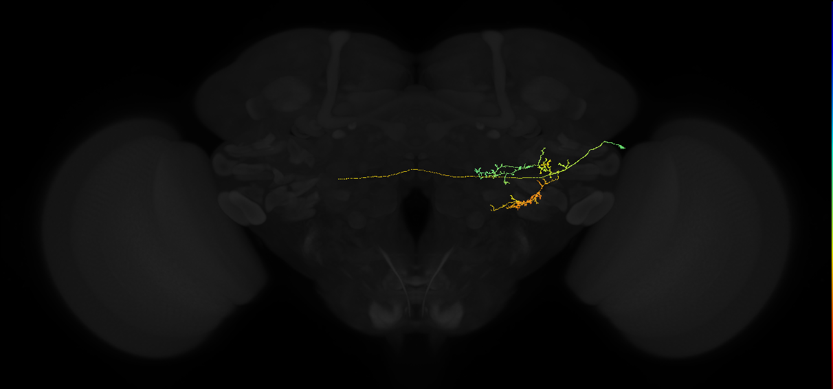 adult posterior ventrolateral protocerebrum neuron 054