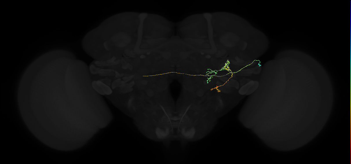 adult posterior ventrolateral protocerebrum neuron 055