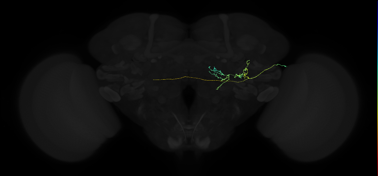 adult posterior ventrolateral protocerebrum neuron 056