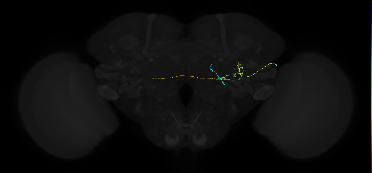 adult posterior ventrolateral protocerebrum neuron 057