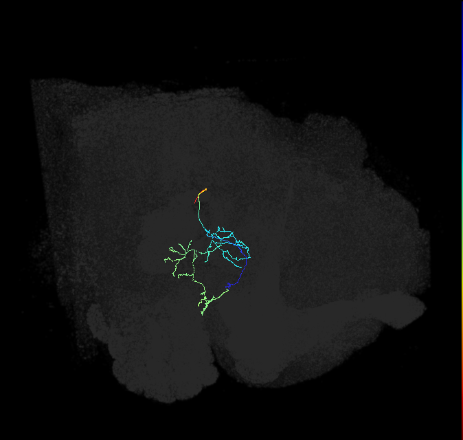 adult posterior ventrolateral protocerebrum neuron 057