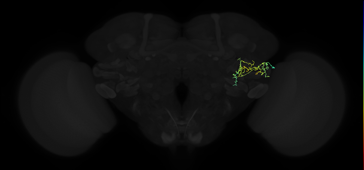 adult posterior ventrolateral protocerebrum neuron 058