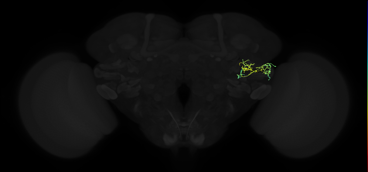 adult posterior ventrolateral protocerebrum neuron 059