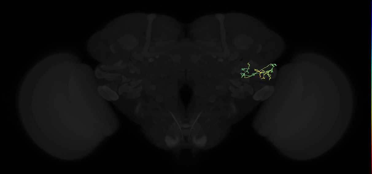 adult posterior ventrolateral protocerebrum neuron 059