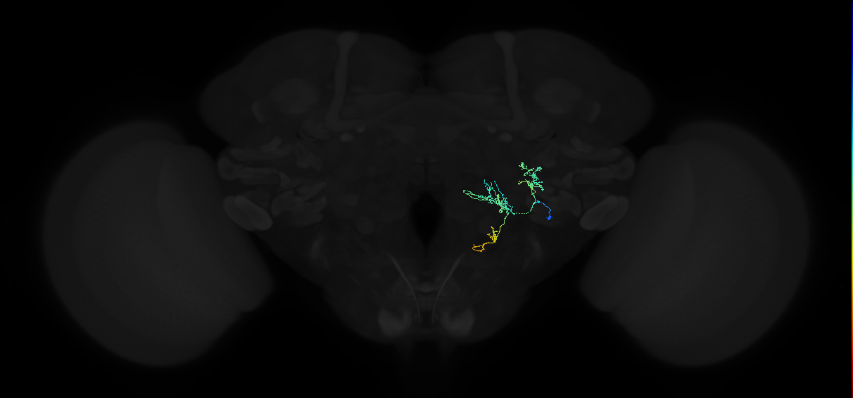 adult posterior ventrolateral protocerebrum neuron 060