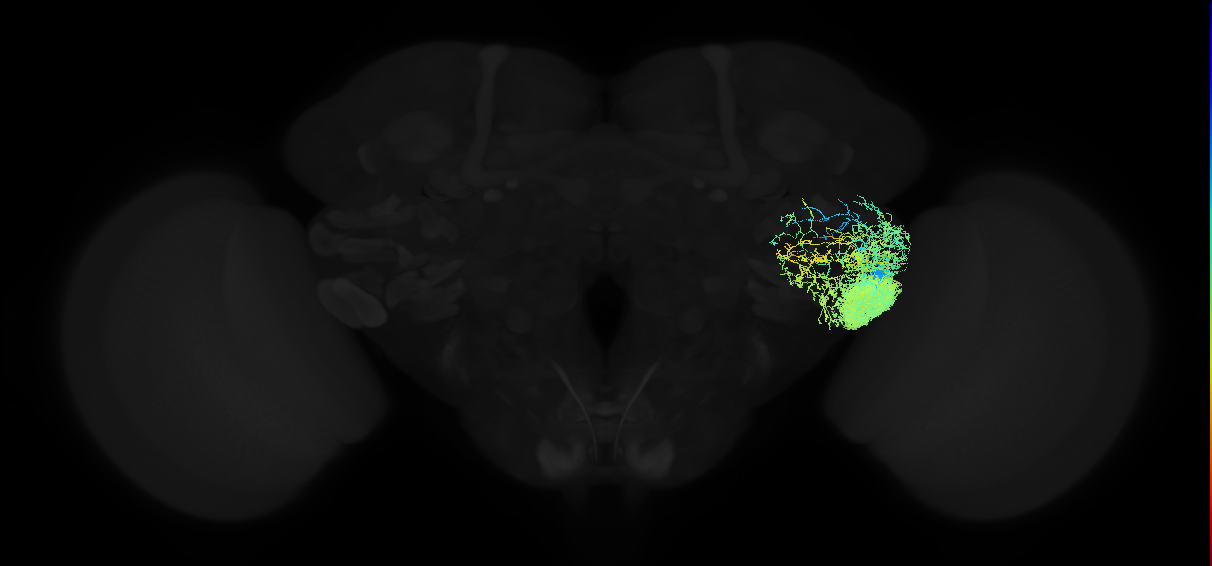 adult posterior ventrolateral protocerebrum neuron 061