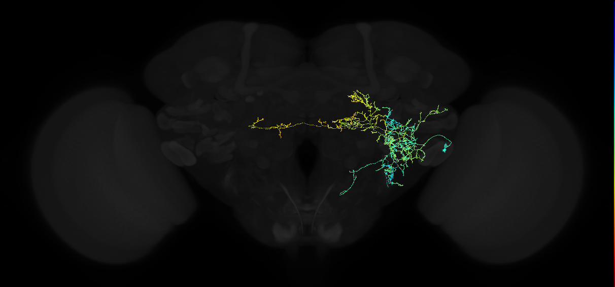 adult posterior ventrolateral protocerebrum neuron 062