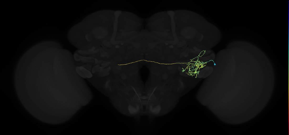 adult posterior ventrolateral protocerebrum neuron 064