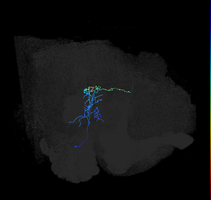 adult posterior ventrolateral protocerebrum neuron 065