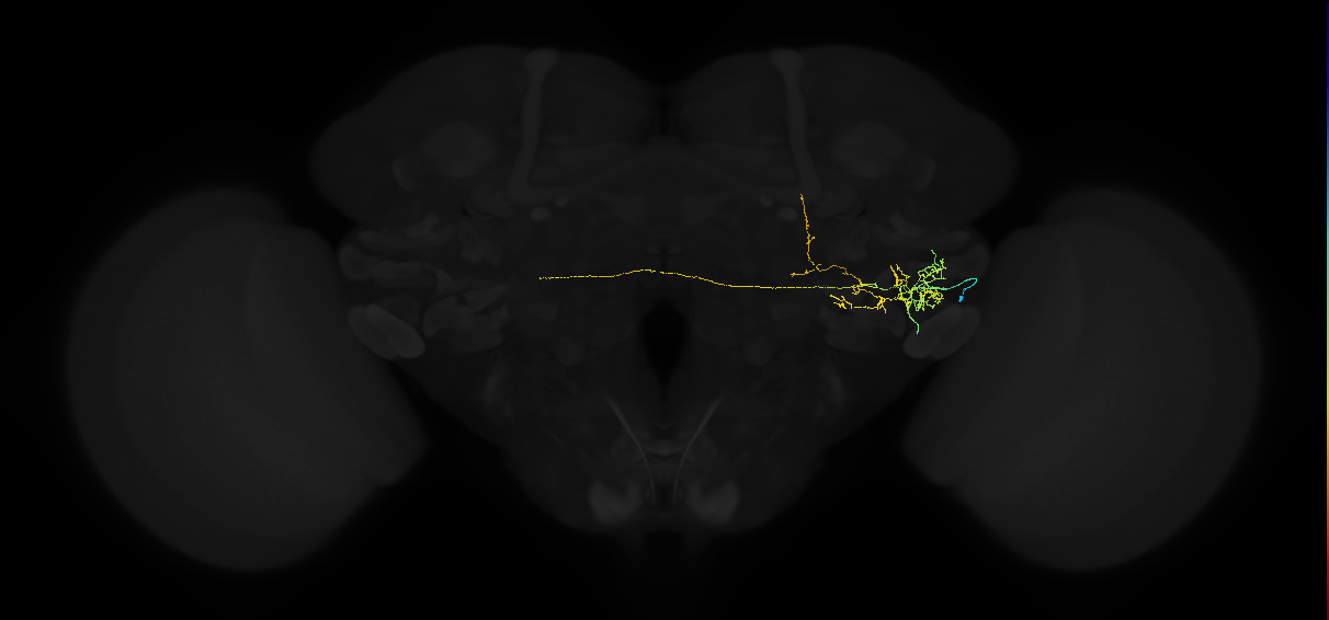 adult posterior ventrolateral protocerebrum neuron 065