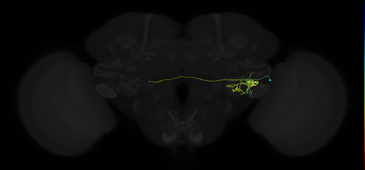 adult posterior ventrolateral protocerebrum neuron 066
