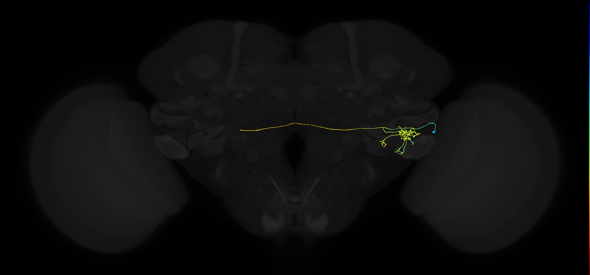 adult posterior ventrolateral protocerebrum neuron 066