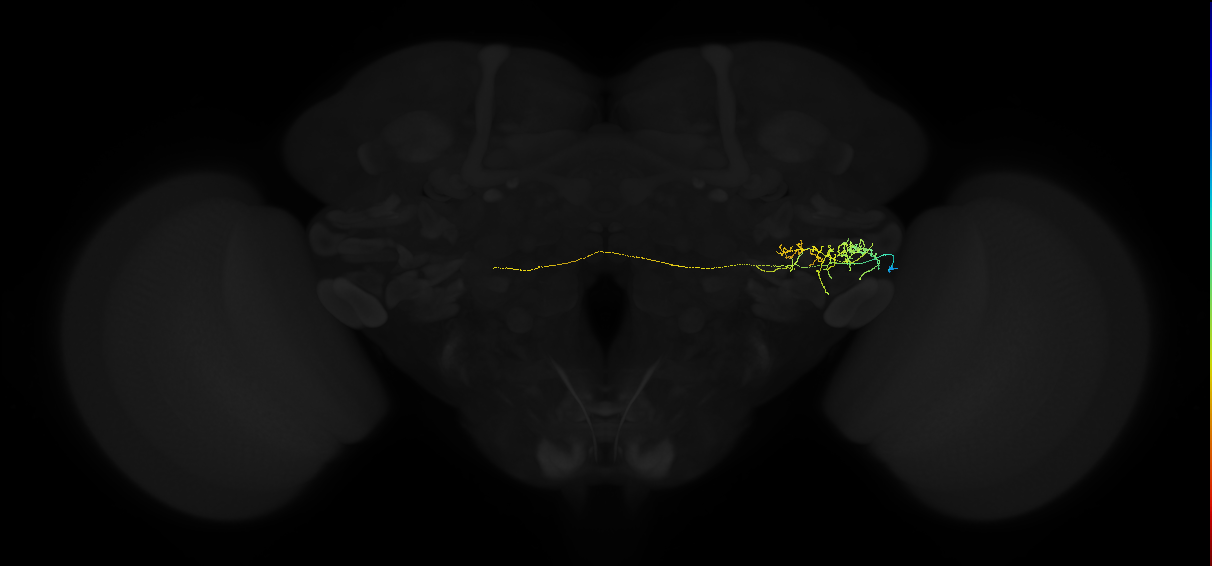 adult posterior ventrolateral protocerebrum neuron 067