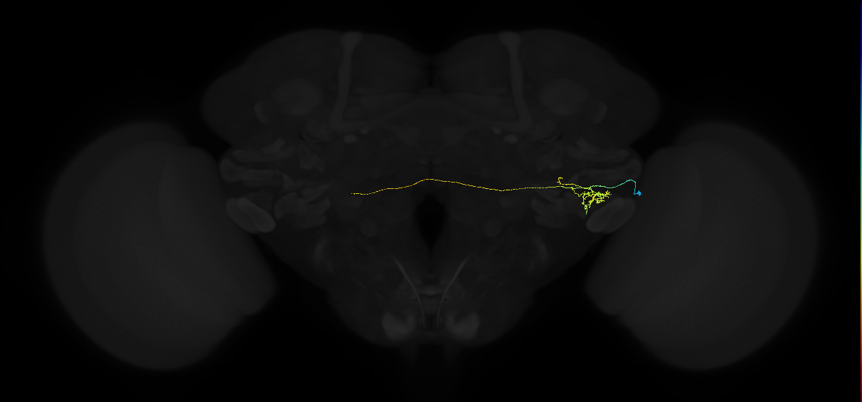adult posterior ventrolateral protocerebrum neuron 068