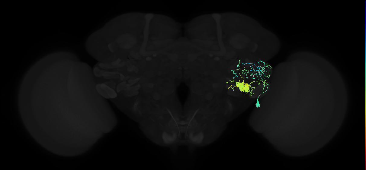 adult posterior ventrolateral protocerebrum neuron 069