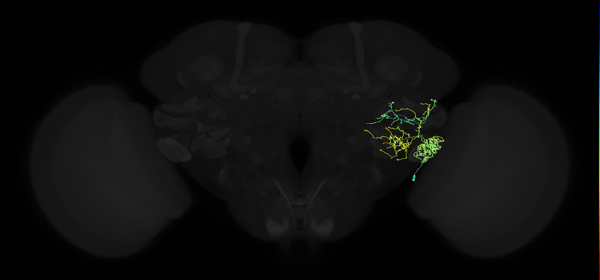adult posterior ventrolateral protocerebrum neuron 071