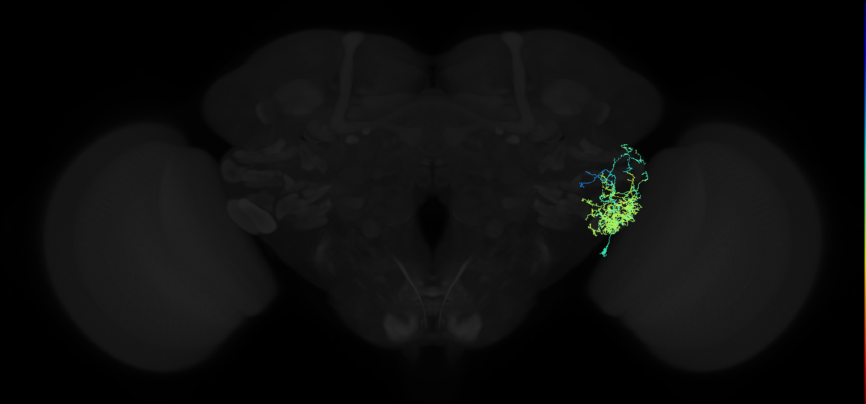 adult posterior ventrolateral protocerebrum neuron 072