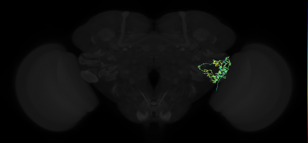 adult posterior ventrolateral protocerebrum neuron 073
